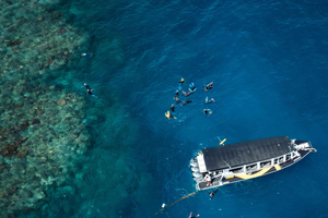 Cairns: passeio de snorkel de meio dia na Grande Barreira de Corais