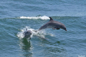 Cape May: crociera con avvistamento di delfini e uccelli, con cibo