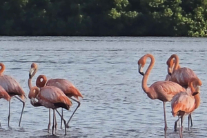 Caroni: Bird Sanctuary Wildlife Swamp Tour: Bird Sanctuary Wildlife Swamp Tour
