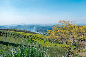 Dalat-Landtour: Grüntee-Hügel und malerischer Pass