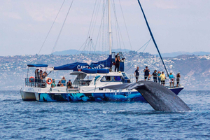 Dana Point Obserwacja delfinów i wielorybów z widokiem pod wodą
