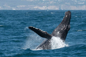 Dana Point: Excursión de avistamiento de ballenas y delfines