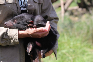 Devils at Cradle: Dagplejetur og adgang til dyrepark