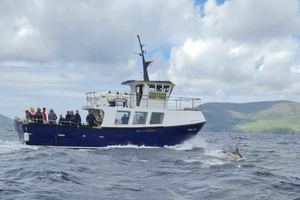 Dingle: Delfiinien ja luonnon tutustumiskierros