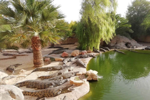 Visita guiada Djerba Explore: crocodilos, répteis e museus