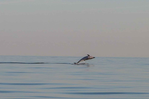 Delfinsafari jeden Morgen und Abend