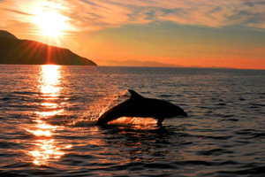 Avistamiento de delfines y tesoros del golfo de Olbia