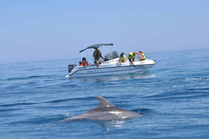 Escursione in barca tra i delfini a Djerba nel mare turchese