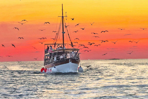 Fazana: delfini di Brioni eco-friendly con cena e bevande
