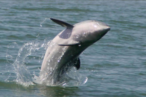 Folly Beach: ochtendboottocht naar Morris Island om dolfijnen te spotten