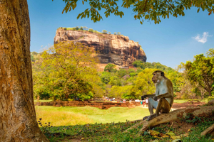 Da Colombo: gita di 1 giorno a Sigiriya e Dambulla con safari