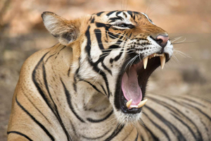 Z 4-dniowa wycieczka z przewodnikiem do Agry, Ranthambore i Jaipuru