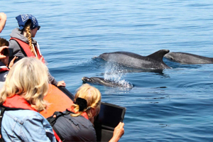 Fra Faro: Speedbåttur med dyreliv og delfinsafari