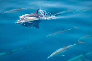 Da Tauranga: incontro con delfini selvatici di mezza giornata