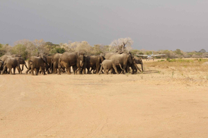 Z Zanzibaru: 3-dniowe safari w Selous Game Reserve all-inclusive i lot