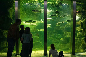 Ingresso de entrada para o Galway Atlantaquaria