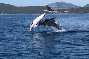 Golfo Aranci: tour in barca per l'avvistamento dei delfini e lo snorkeling