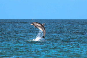 Golfo Aranci: passeio de caiaque com observação de golfinhos com aperitivo