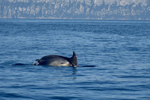 Golfo di Olbia: Avvistamento delfini in gommone