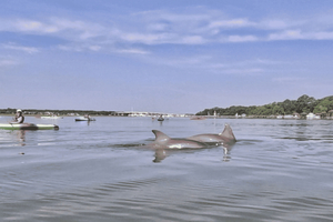 Hilton Head: 2-stündige Kajak-Tour mit Delfinen und Natur