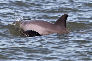 Hilton Head Island: rejs z obserwacją delfinów z pączkami
