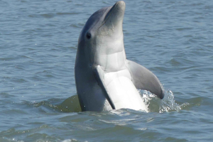 Hilton Head Island: privétour met dolfijnen en natuur