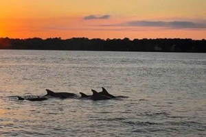 Hilton Head Island: crociera al tramonto con avvistamento di delfini