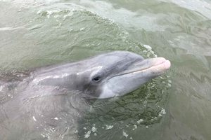 Hilton Head Island: Sunset Dolphin Watching Cruise