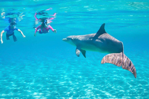 Hurghada: Crociera con osservazione dei delfini con prelievo opzionale