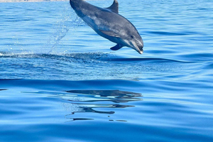 Lagoa: Expedición Delfines con guía biólogo a bordo