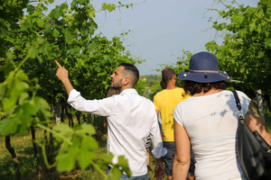 Lazise: Tour in Fattoria Biodinamica e Degustazione di Vini Naturali