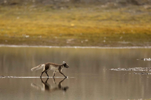 Longyearbyen: safari nella natura, escursione lenta e tour fotografico