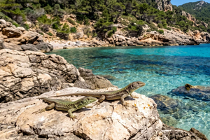 Maiorca: visita il Parco Naturale dell'isola di Dragonera in barca