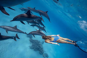 Marsa Alam: avventura a Dolphin House sulla Barriera di Shaab Samadai