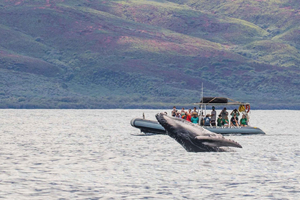 Maui: tour guidato in Eco Raft per l'osservazione di balene o delfini