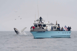 Morro Bay: Whale Watching mit Lost Isle Adventures