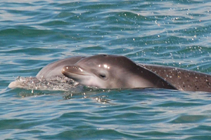 Murrells Inlet, SC: Delfinobservasjonstur med Blue Wave Adventures