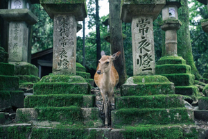Nara: tour langs 3 Unesco-locaties met Grote Boeddha en herten