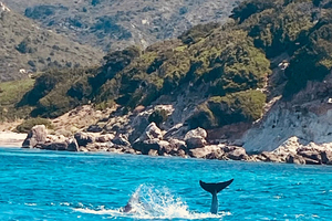 Olbia: boottocht om dolfijnen te spotten en te snorkelen