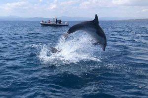 Olbia: Tour in barca per osservare i delfini e fare snorkeling