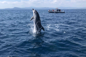 Olbia: ekologinen veneretki delfiinien bongaukseen