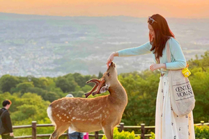 Osaka: Nara and Uji Day Trip with Deer Park and Hot Spring