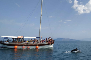 Preveza: Delfinsafari med lunsj og drikke