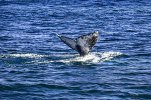 San Diego: 3-godzinny rejs z obserwacją waleni z Legacy Whale Watch