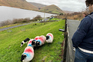 Pienryhmäkierros: Connemara, Kylemore Abbey ja paimenkoiraesitys