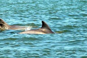 St. Augustine: Tour in barca con delfini e fauna selvatica