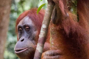 Sumatra: 3-dages unik jungleoplevelse og udforskning af dyrelivet