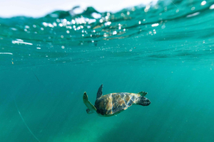Sydney: Manly ja Shelly Beachin snorklausretki