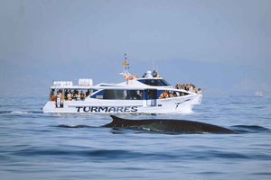 Tarifa: Observação de baleias e golfinhos no Estreito de Gibraltar