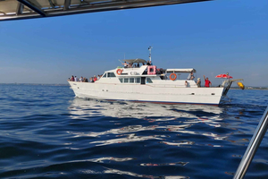 UMAG: baño y panorama / avistamiento de delfines y bebida de bienvenida
